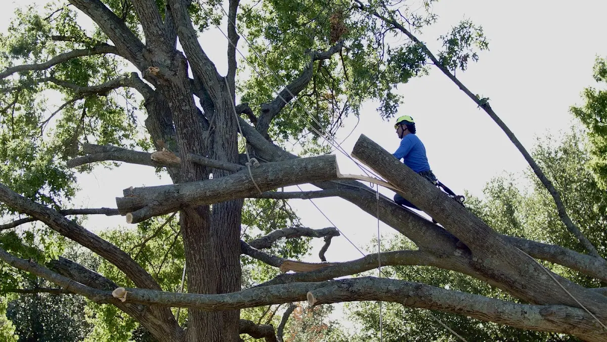 Professional Hazardous Tree Removal performed by certified arborists in Sioux City